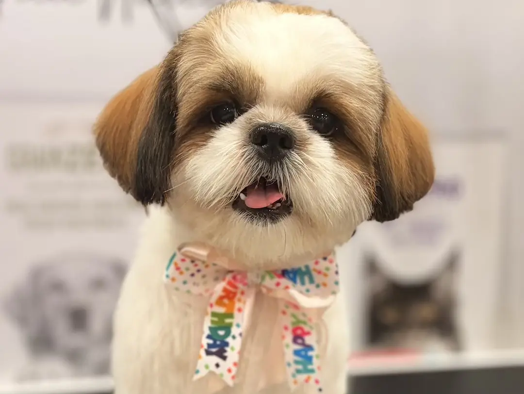 Milo after grooming — precision scissor finish at Comb & Collar